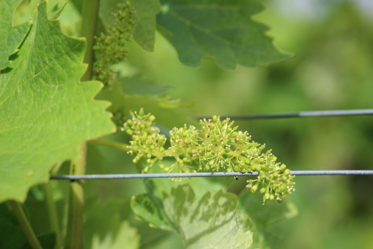Close-up of grapevine in bloom in Cognac vineyards illustrating the beginning of the Cognac production cycle